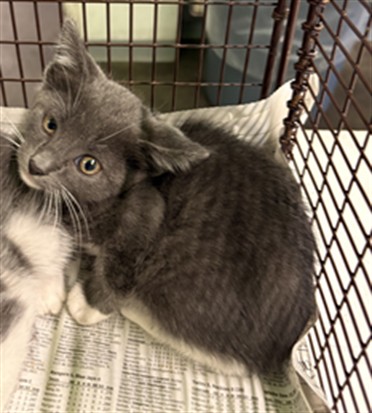 Shelter Stray Male Cat last seen , 1850 W 60th St, Los Angeles, CA 90047, USA