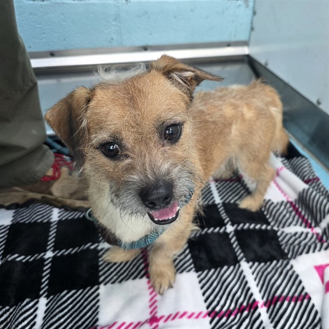 Shelter Stray Male Dog last seen Near BLK BRAYTON AVE, LONG BEACH, CA 90807, 7700 E Spring St, Long Beach, CA 90815, USA