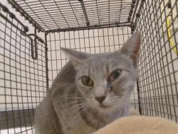 Shelter Stray Female Cat last seen BEDFORD AVE/HAZEL AVE, 95628, 3839 Bradshaw Rd, Sacramento, CA 95827, USA