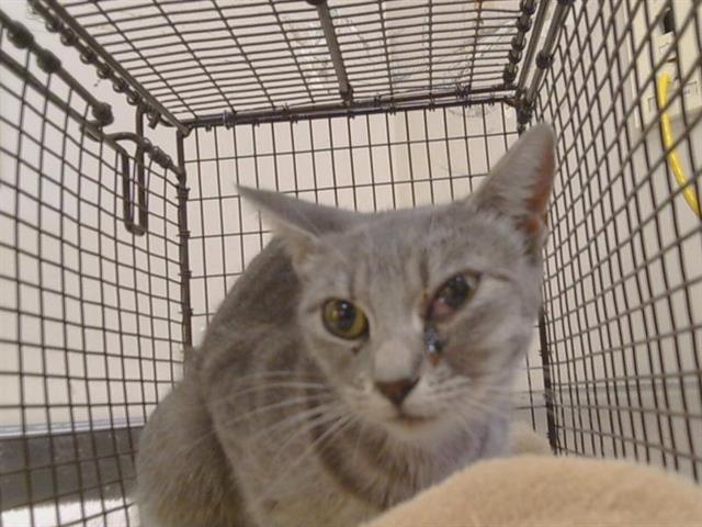 Shelter Stray Female Cat last seen BEDFORD AVE/HAZEL AVE, 95628, 3839 Bradshaw Rd, Sacramento, CA 95827, USA