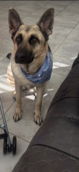 Lost Female Dog last seen Lantana Florida, Lantana, FL 33462