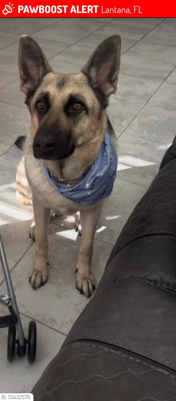 Lost Female Dog last seen Lantana Florida, Lantana, FL 33462