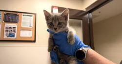 Shelter Stray Male Cat last seen OLD NC 10, 1601 Eubanks Rd, Chapel Hill, NC 27516, USA