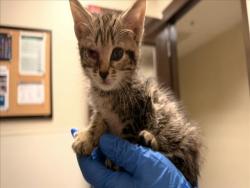 Shelter Stray Female Cat last seen OLD NC 10, 1601 Eubanks Rd, Chapel Hill, NC 27516, USA