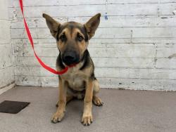 Shelter Stray Male Dog last seen SANTA ANA X BANANA, 333 Chandler Pl, San Bernardino, CA 92408, USA