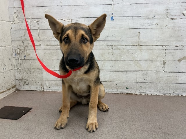 Shelter Stray Male Dog last seen SANTA ANA X BANANA, 333 Chandler Pl, San Bernardino, CA 92408, USA
