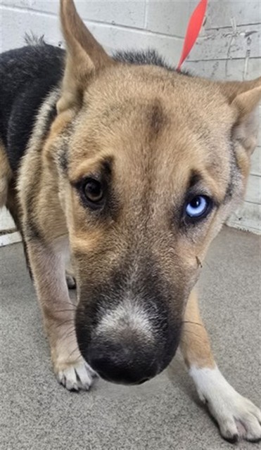Shelter Stray Male Dog last seen SANTA ANA X BANANA, 333 Chandler Pl, San Bernardino, CA 92408, USA