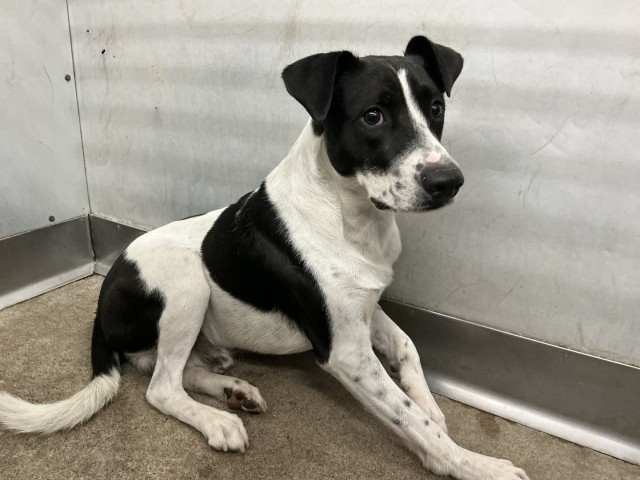Shelter Stray Male Dog last seen ERIN ST, 333 Chandler Pl, San Bernardino, CA 92408, USA