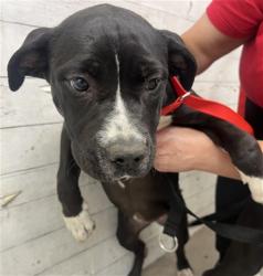 Shelter Stray Female Dog last seen RIALTO AND WATERMAN, 333 Chandler Pl, San Bernardino, CA 92408, USA