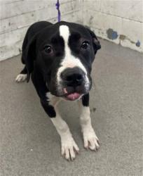 Shelter Stray Male Dog last seen RIALTO AND WATERMAN, 333 Chandler Pl, San Bernardino, CA 92408, USA