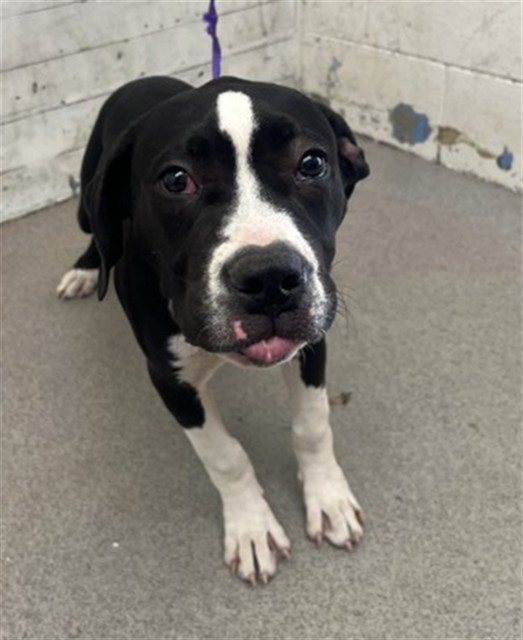 Shelter Stray Male Dog last seen RIALTO AND WATERMAN, 333 Chandler Pl, San Bernardino, CA 92408, USA