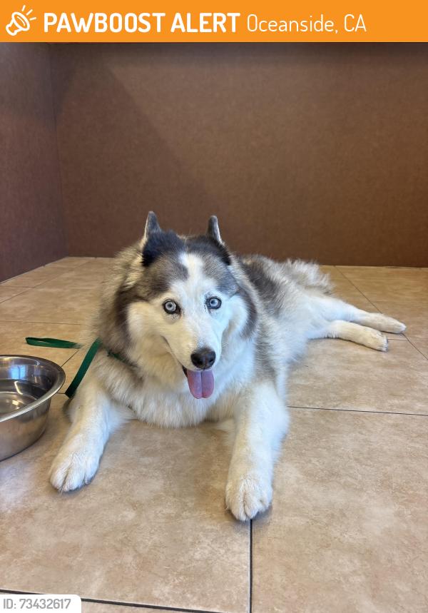 Found/Stray Female Dog last seen Wisconsin and Clementine, Oceanside, CA 92054