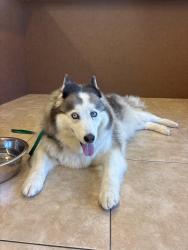 Found/Stray Female Dog last seen Wisconsin and Clementine, Oceanside, CA 92054