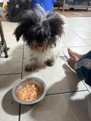 Lost Unknown Dog last seen Wyandanch, Wyandanch, NY 11798