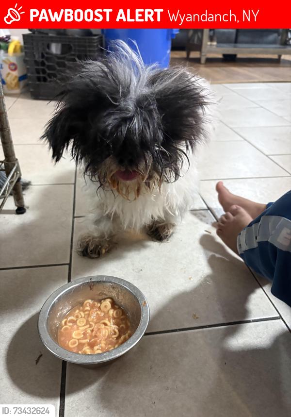 Lost Unknown Dog last seen Wyandanch, Wyandanch, NY 11798