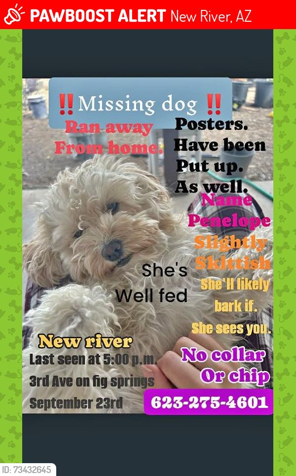 Lost Female Dog last seen Fig springs, New River, AZ 85087