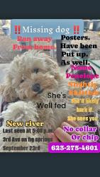 Lost Female Dog last seen Fig springs, New River, AZ 85087