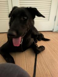 Found/Stray Female Dog last seen Morrison & Lankershim, Los Angeles, CA 91601