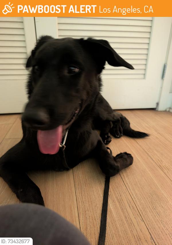 Found/Stray Female Dog last seen Morrison & Lankershim, Los Angeles, CA 91601
