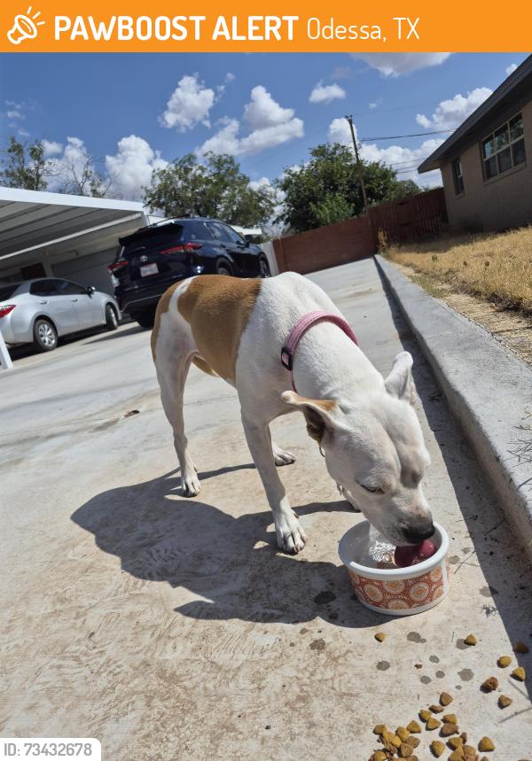 Found/Stray Female Dog last seen 31st, Odessa, TX 79762