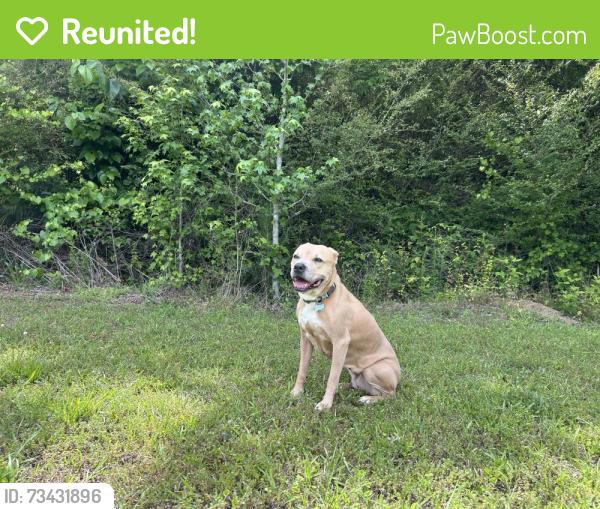 Reunited Female Dog last seen B&B Auto Sales, Odenville, AL 35120