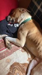 Lost Male Dog last seen A bridge, Cowpens, SC 29330