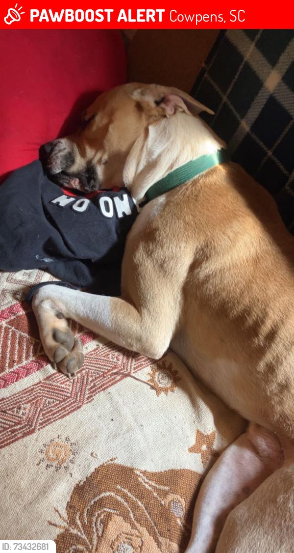 Lost Male Dog last seen A bridge, Cowpens, SC 29330