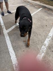 Found/Stray Unknown Dog last seen Margarita Loop and Red Bud Lane, Round Rock, TX 78665
