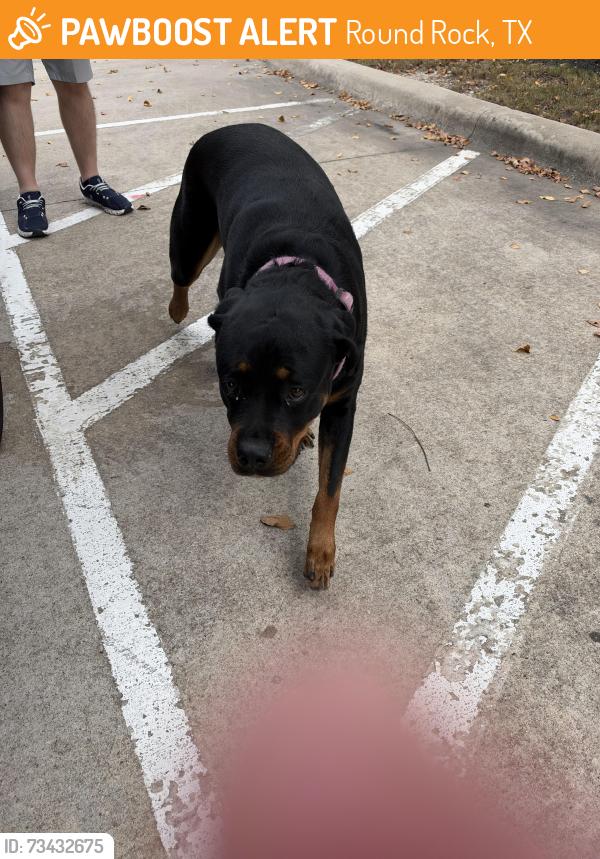 Found/Stray Unknown Dog last seen Margarita Loop and Red Bud Lane, Round Rock, TX 78665