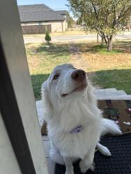 Found/Stray Unknown Dog last seen 33rd street, Grand Prairie, TX 75050
