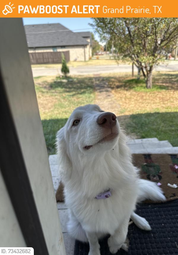 Found/Stray Unknown Dog last seen 33rd street, Grand Prairie, TX 75050
