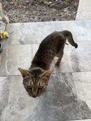 Found/Stray Male Cat last seen Newberry Plaza, Gainesville, FL 32607