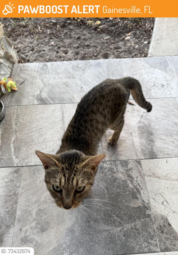 Found/Stray Male Cat last seen Newberry Plaza, Gainesville, FL 32607
