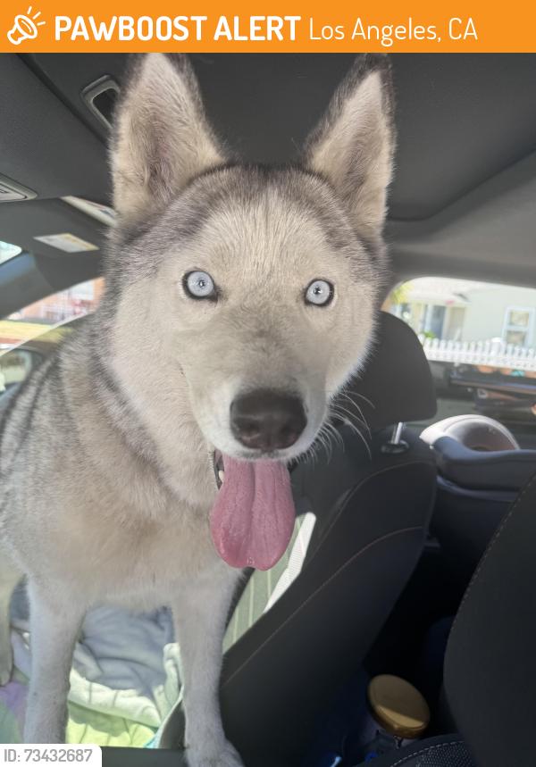 Found/Stray Unknown Dog last seen Near freeway carpool lane , near plaza Mexico, Los Angeles, CA 90044