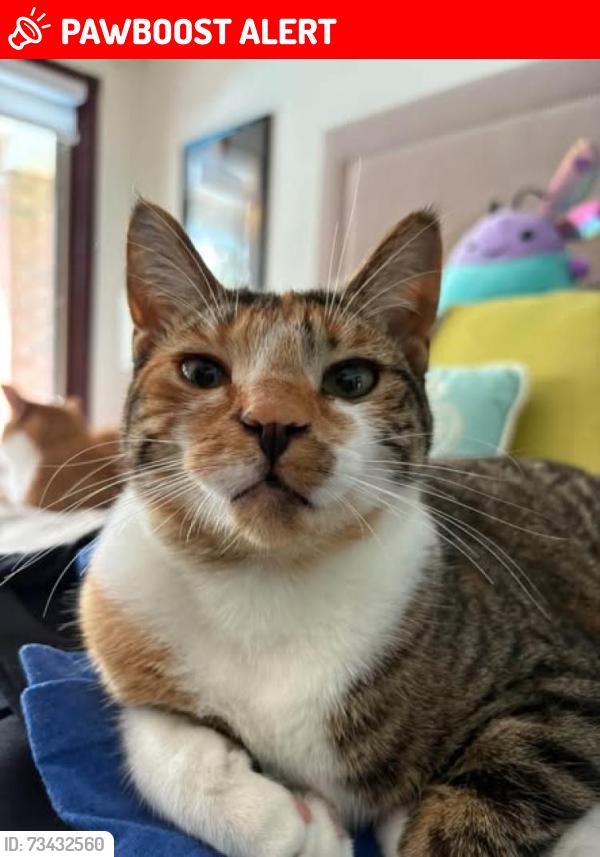 Lost Female Cat last seen Oliphant Way and Shamrock Blvd., South Bruce Peninsula, ON N0H 2T0