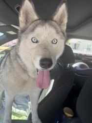 Found/Stray Unknown Dog last seen Near freeway carpool lane , near plaza Mexico, Los Angeles, CA 90044