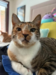 Lost Female Cat last seen Oliphant Way and Shamrock Blvd., South Bruce Peninsula, ON N0H 2T0