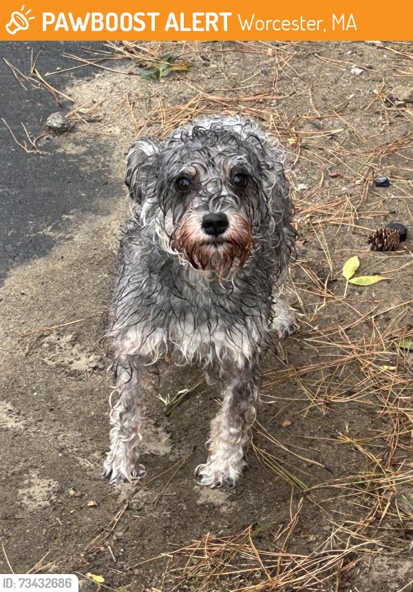 Found/Stray Unknown Dog last seen Webster Sq package store Main street, Worcester, MA 01603