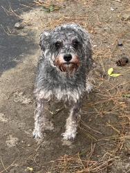 Found/Stray Unknown Dog last seen Webster Sq package store Main street, Worcester, MA 01603