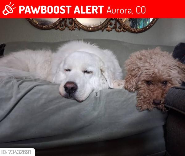 Lost Male Dog last seen 22nd and Kingston, Aurora, CO 80010