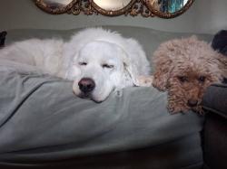 Lost Male Dog last seen 22nd and Kingston, Aurora, CO 80010