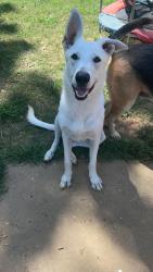Lost Female Dog last seen Briarhill Dr, Red Fox Trl, Clarksville, TN 37042