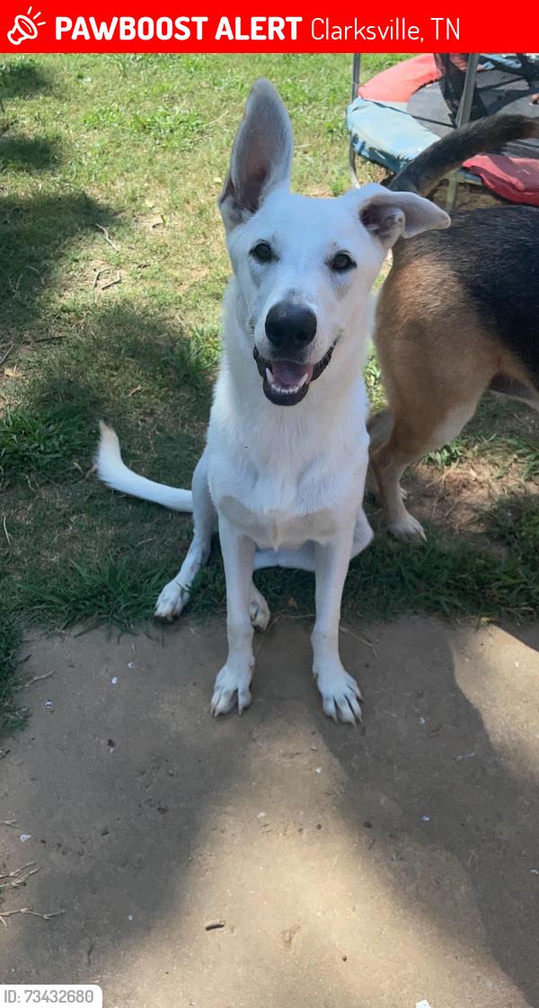 Lost Female Dog last seen Briarhill Dr, Red Fox Trl, Clarksville, TN 37042