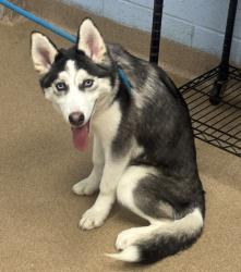 Shelter Stray Male Dog last seen Near Greenway Drive, Decatur, GA, 30035, 30035, GA, 3280 Chamblee Dunwoody Rd, Chamblee, GA 30341, USA