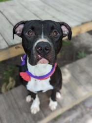 Shelter Stray Male Dog last seen Near day impound, 21206, MD, 2490 Giles Rd, Baltimore, MD 21225, USA