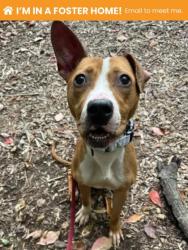Shelter Stray Female Dog last seen Near Homestead St, Baltimore, MD 21218, 21218, MD, 2490 Giles Rd, Baltimore, MD 21225, USA
