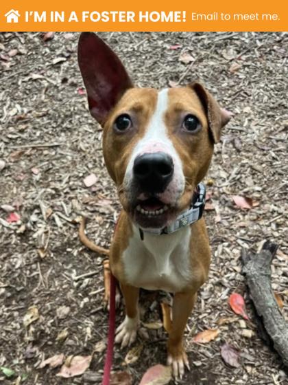 Shelter Stray Female Dog last seen Near Homestead St, Baltimore, MD 21218, 21218, MD, 2490 Giles Rd, Baltimore, MD 21225, USA