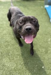 Shelter Stray Male Dog last seen Near Benham, 4th District, OH, 9203 Detroit Ave, Cleveland, OH 44102, USA