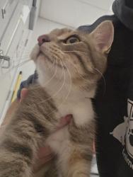 Shelter Stray Female Cat last seen Near Schaub Ave, 21206, MD, 2490 Giles Rd, Baltimore, MD 21225, USA