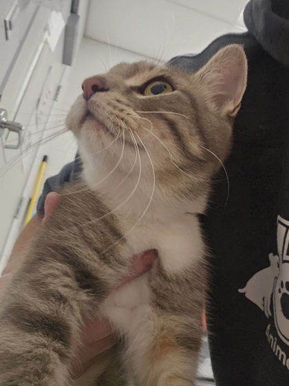 Shelter Stray Female Cat last seen Near Schaub Ave, 21206, MD, 2490 Giles Rd, Baltimore, MD 21225, USA